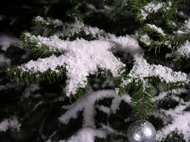medium display snow on tree