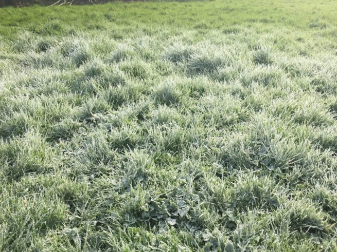 Powderfrost dress on grass