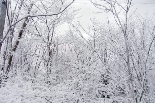 snowcel dressed on bare branches