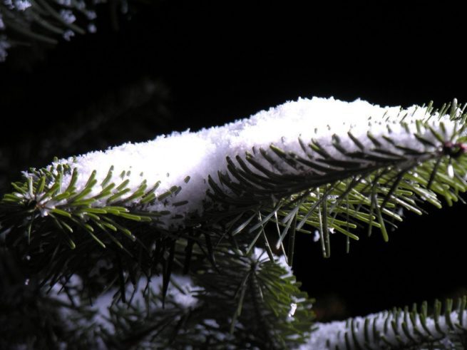 fine display snow on tree